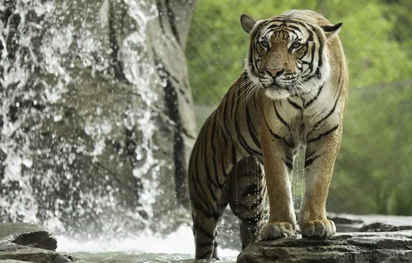 Картинка тигр, хищник, купание, дикая кошка