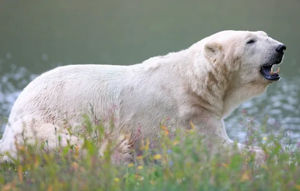 Картинка медведь, зверь, белый медведь, полярный медведь