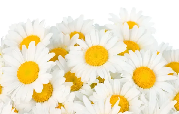Картинка цветы, ромашки, весна, white, белые, flowers, beauty, spring