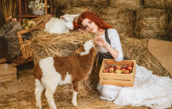 Девушка, яблоки, сено, рыжая, барашек, ящик, рыжеволосая, овечка