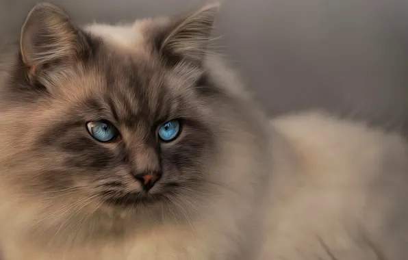 Кот, взгляд, голубые глаза