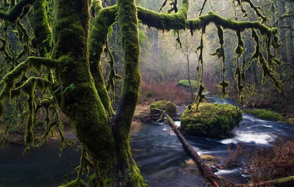 Картинка деревья, камни, мох, Oregon, Silver Falls