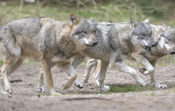 Nature, face, animal, wolf, wildlife, head, fur, mammal