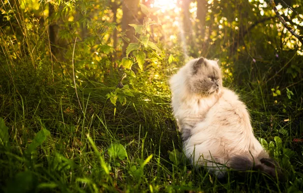 Кошка, трава, природа, пушистая, персидская кошка