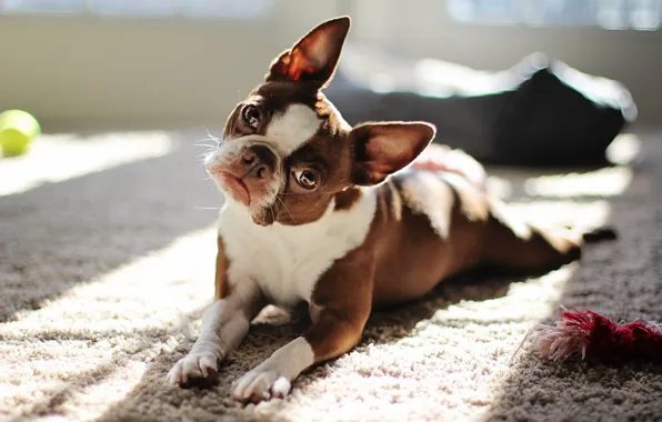 Картинка взгляд, собака, red boston terrier