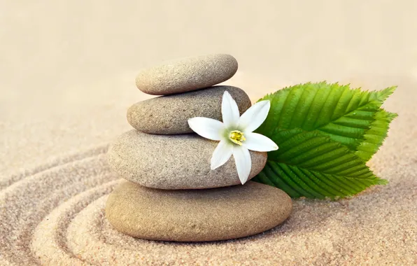 Песок, цветок, камни, flower, sand, спа, stones, spa