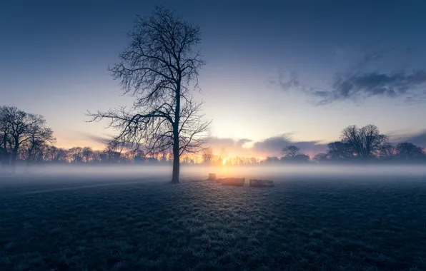 Field, morning, fog, sunrise, dawn, London, England, Morden Hall Park