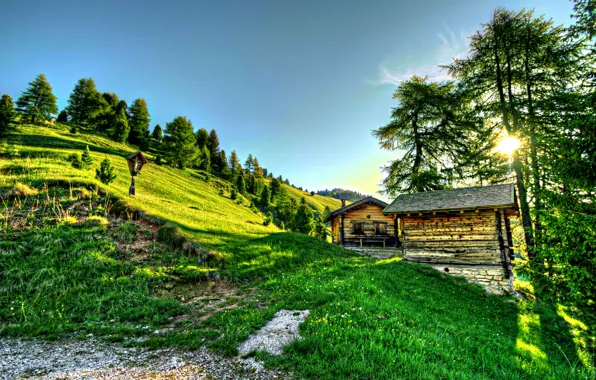 Forest, trees, landscape, sun, shed, beautifful landscape