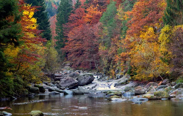 Осень, лес, деревья, горы, река, ручей, камни