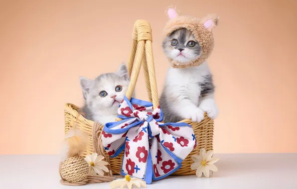 Взгляд, кошки, поза, котенок, котята, милые, мордашки