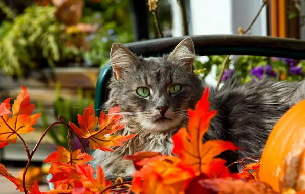Картинка осень, кошка, глаза, усы, листья, зеленые, красные, серая