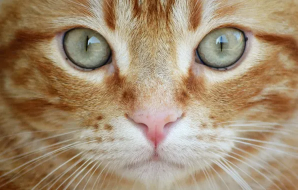 Картинка кошка, глаза, кот, взгляд, крупный план, рыжий, мордочка, котейка