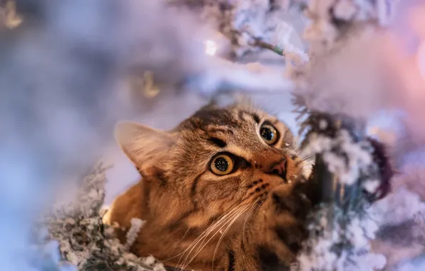 Зима, кошка, кот, взгляд, снег, ветки, портрет, лапы