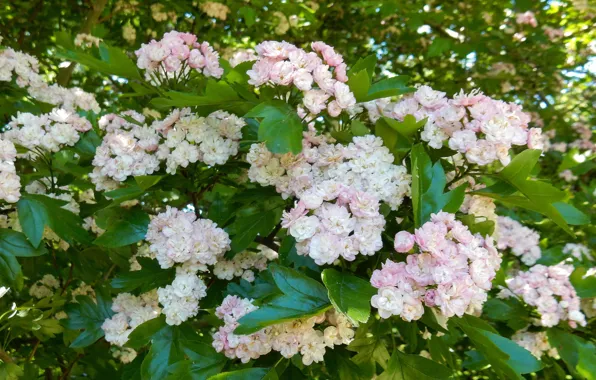 Лето, цветы, куст, широкоформатные, beautiful, background, фон background, обои на рабочий стол