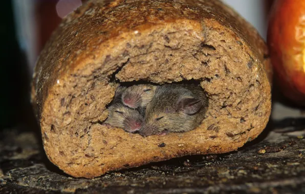 Нора, хлеб, мыши