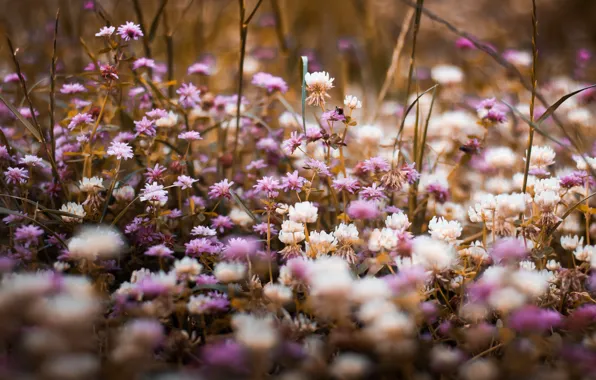 Цветок, Растение, Растения, Flower, Flowers, Color, Flora, Plants