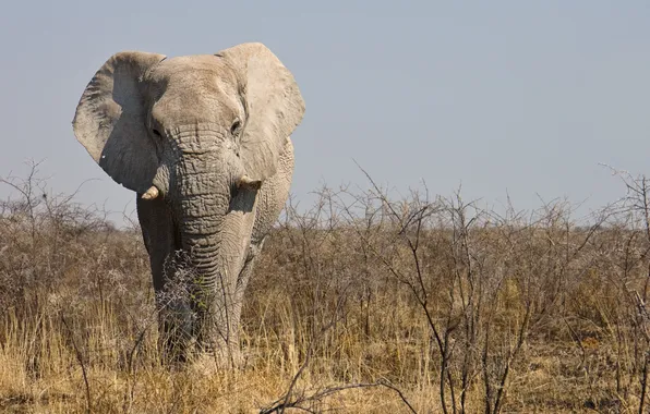 Картинка саванна, Намибия, самец, Национальный парк Этоша (Etosha National Park), Африканский слон