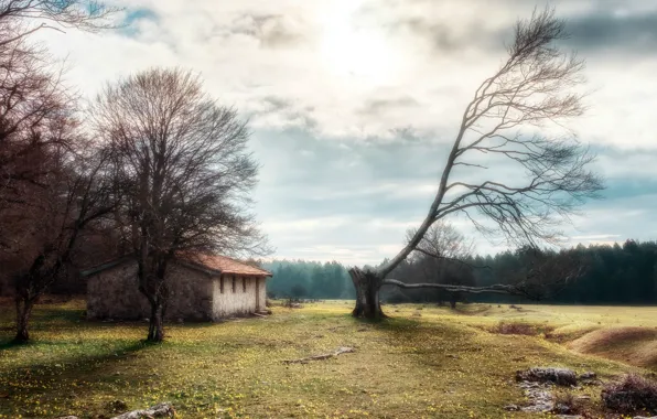 Деревья, природа, дома