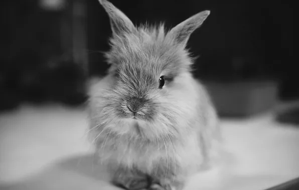 Картинка животное, кролик, уши