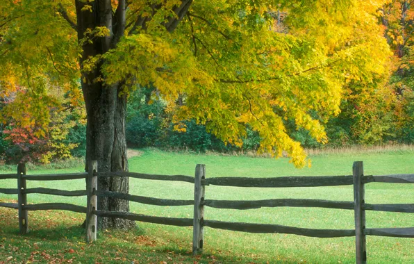 Картинка дерево, забор, Осень