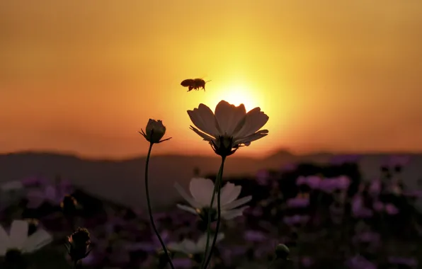 Картинка цветок, закат, пчела, поле цветов, оранжевое небо