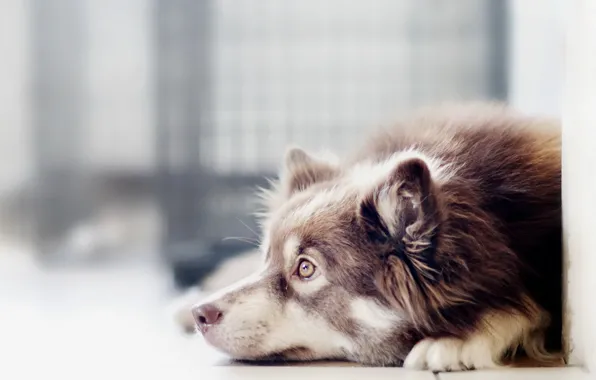 Взгляд, друг, собака