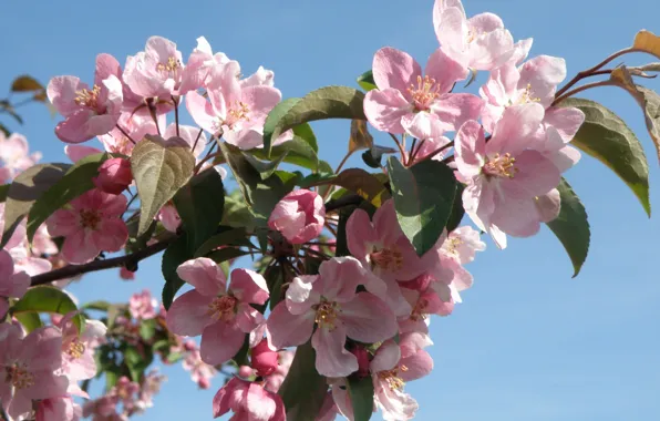 Картинка цветы, красота, весна, лепестки, нежные, розовые, яблоня, бутоны