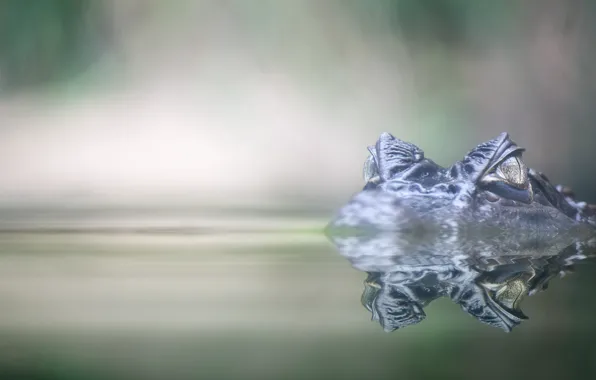Глаза, вода, крокодил