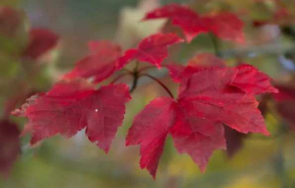 Осень, листья, природа