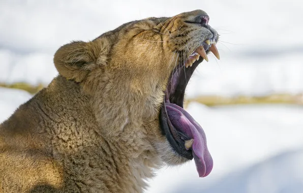 Язык, пасть, клыки, львица, зевает, ©Tambako The Jaguar
