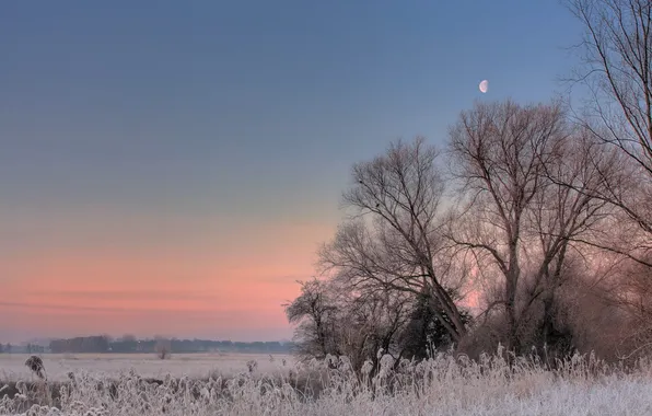 Картинка иней, поле, деревья, закат, Луна