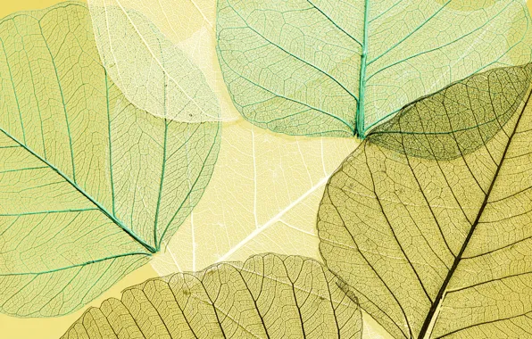 Листья, фон, green, colorful, abstract, texture, background, autumn