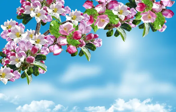Весна, Sky, яблоня, цветение, trees, Flowering