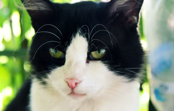 Глаза, кот, усы, взгляд, морда, пушистый, котя