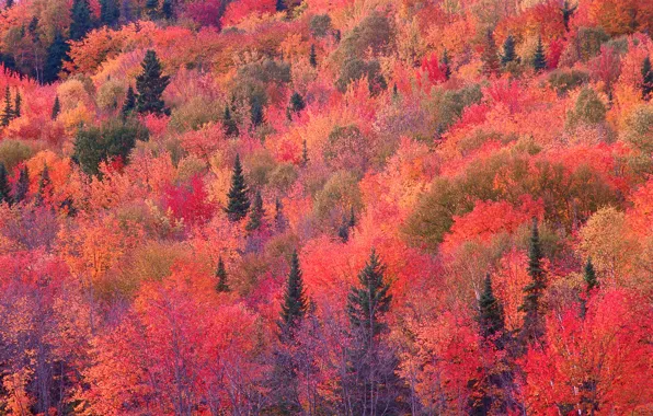 Картинка осень, лес, склон, багрянец