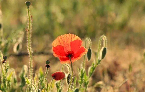 Red, poppy, meadow, blooming