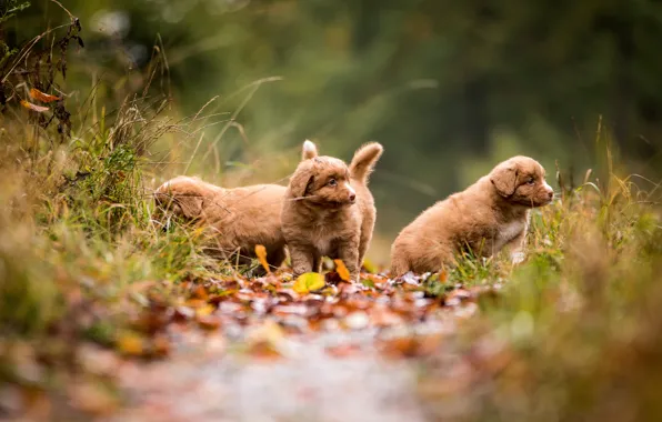 Картинка осень, лес, собаки, листья, природа, щенки, трио, ретривер