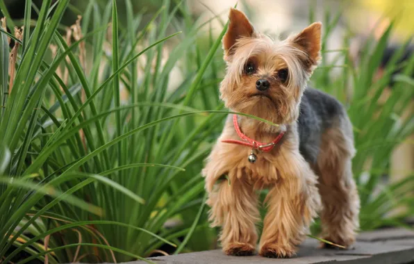 Природа, собака, Yorkshire Terrier