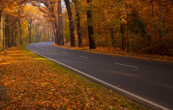 Дорога, осень, природа