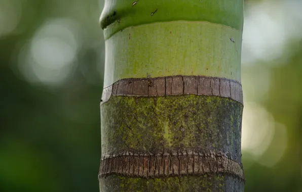 Картинка зелень, полосы, бамбук, ствол