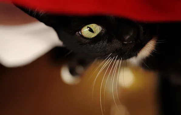 Кошка, взгляд, фон