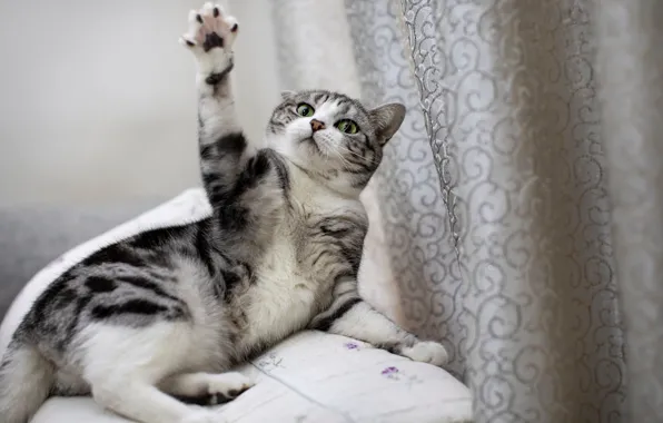 Кошка, кот, поза, котенок, игра, лежит, шторы, лапка