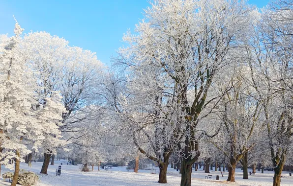 White, forest, snow, tree, frost