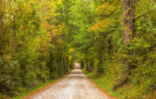Картинка дорога, осень, лес, листья, деревья, листва, солнечные лучи