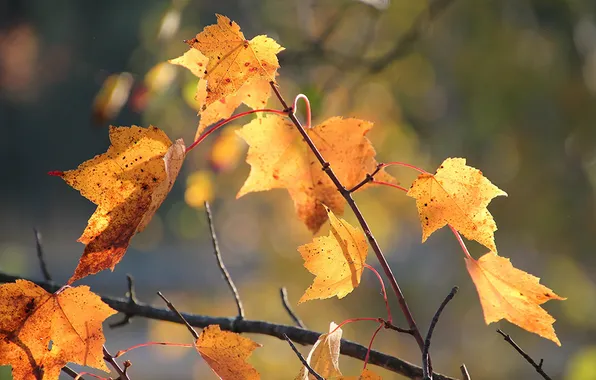 Картинка осень, листья, макро, природа