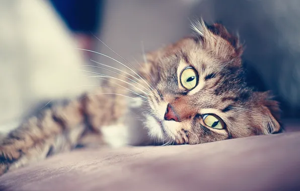 Картинка кот, усы, взгляд, зрачки, боке, настороженность