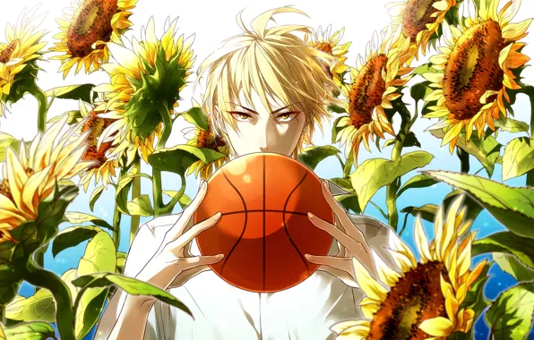 Картинка взгляд, подсолнухи, мяч, парень, Kuroko No Basket, баскетбол Куроко, Ryouta, солнечный блик