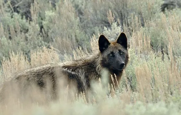 Nature, snow, predator, face, animal, wolf, wildlife, portrait