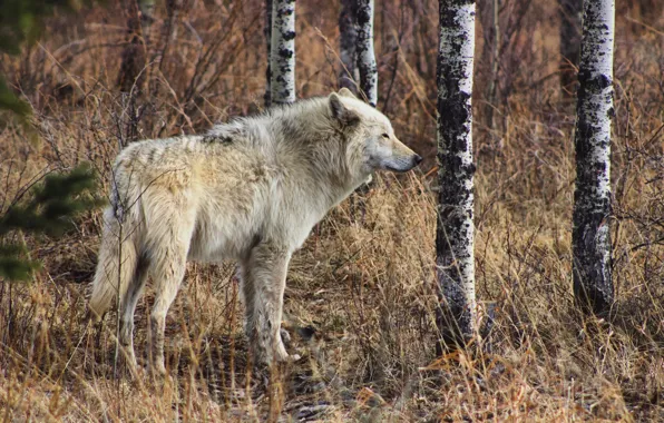 Картинка nature, predator, animal, wolf, wildlife, portrait, portrait., Canis lupus. face