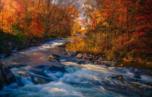 Картинка осень, лес, деревья, река, Канада, Онтарио, пороги